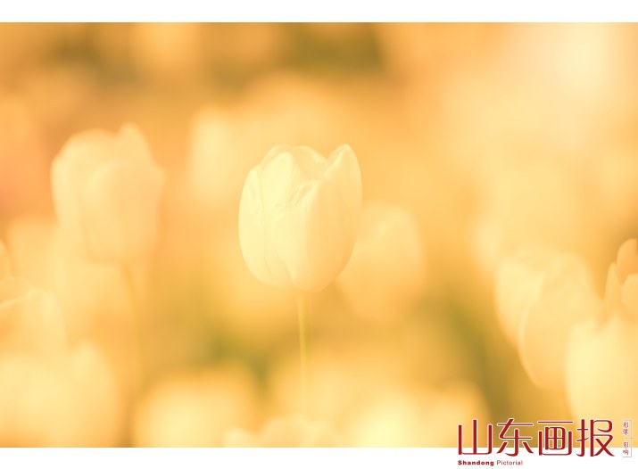 杨家河的郁金香(5)