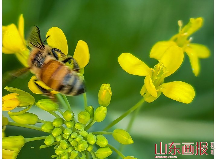 采蜜忙