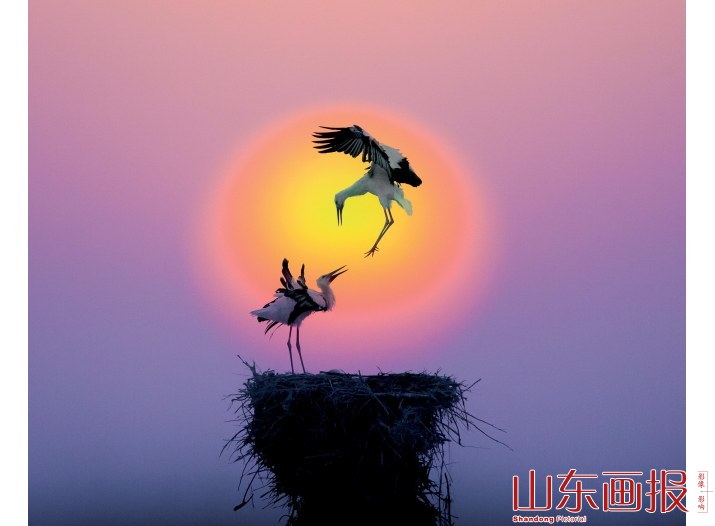 东营市鸟·东方白鹳