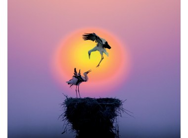 东营市鸟·东方白鹳