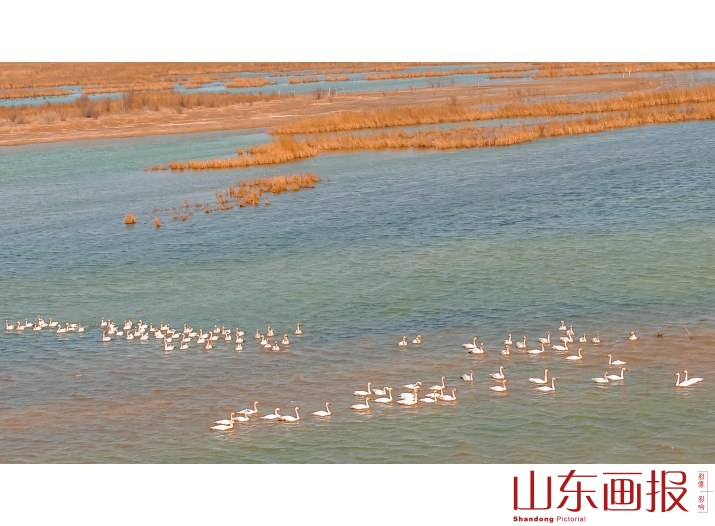 畅游湿地黄河口8
