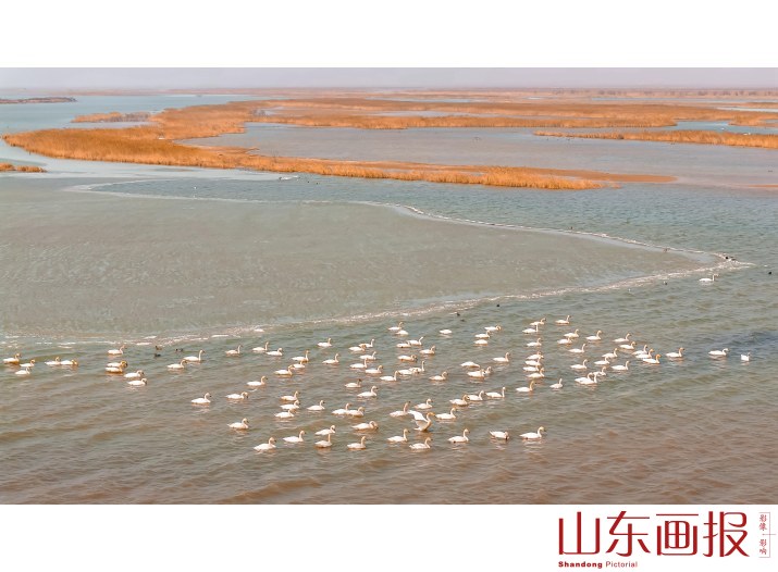 畅游湿地黄河口2