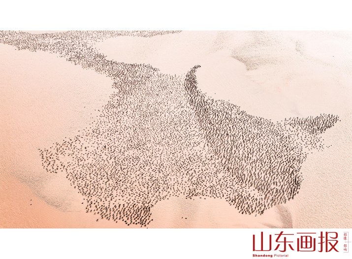生态黄河群雁图