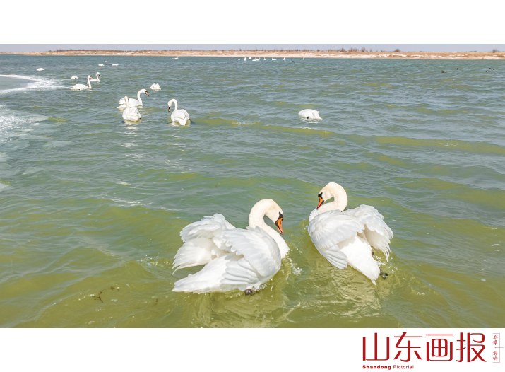 畅游湿地黄河口6