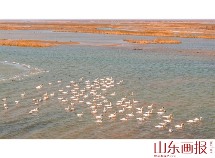 畅游湿地黄河口4