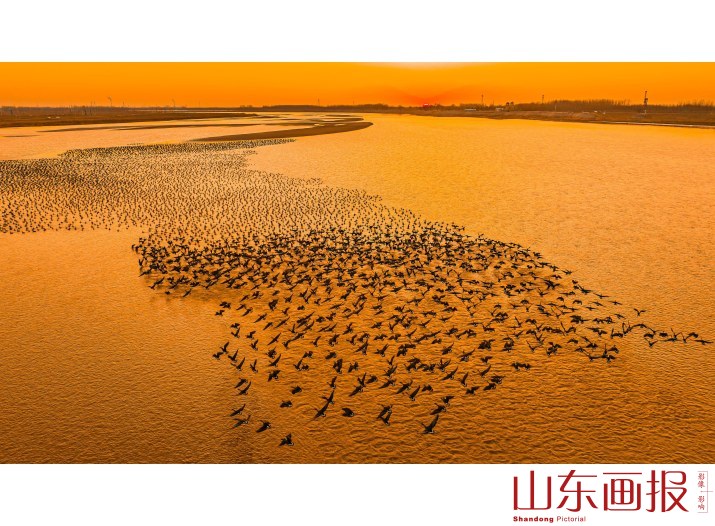 大河上下任飞游