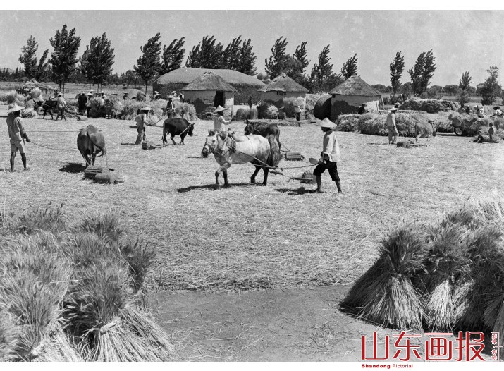 打麦场