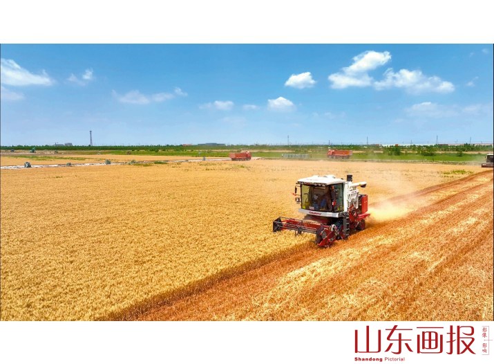 如今遍地金