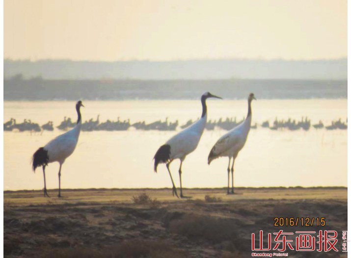 吴立新镜头中的鸟儿