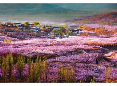 蒙阴百里桃花盛开