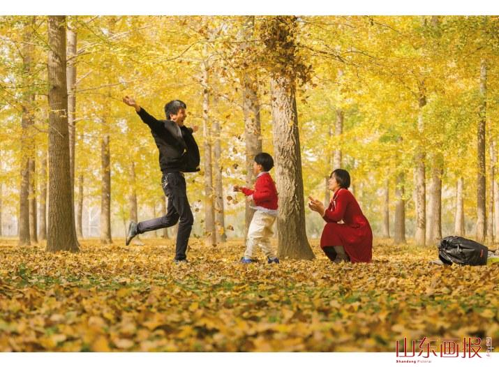 山东临沂，一家人在郯城县胜利镇银杏林快乐游玩（许传宝/摄影）