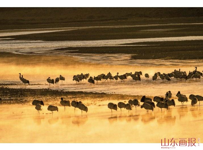 晨曦中的黑颈鹤