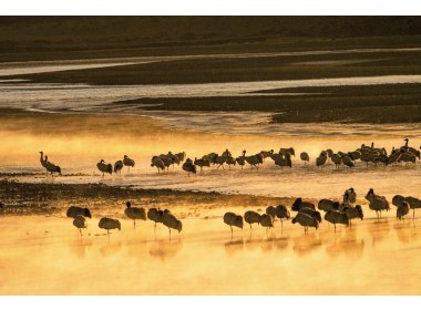 晨曦中的黑颈鹤