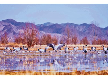 湿地中的黑颈鹤