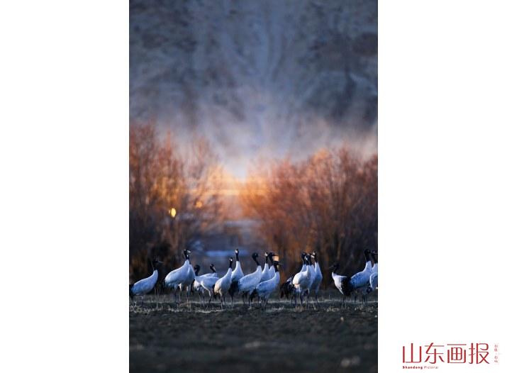 黑颈鹤国家级自然保护区