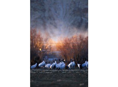 黑颈鹤国家级自然保护区