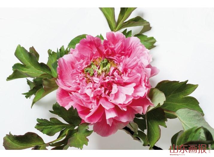 桃花娇艳