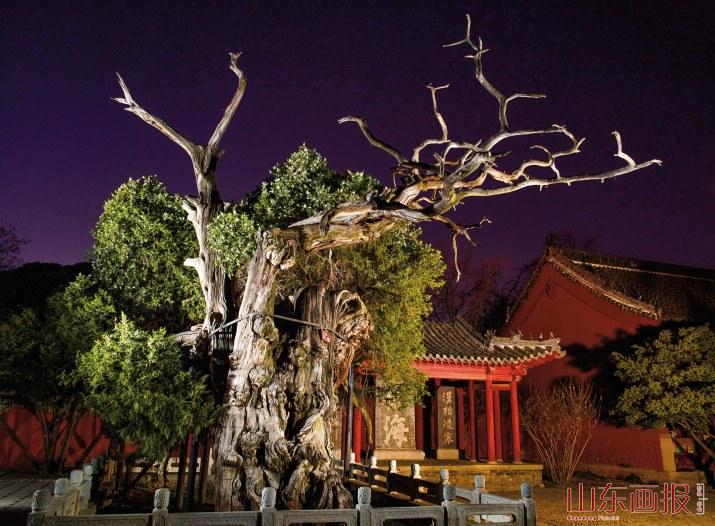 古树名木也是普查对象