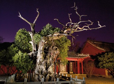 古树名木也是普查对象