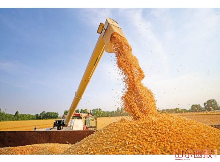 小麦装车