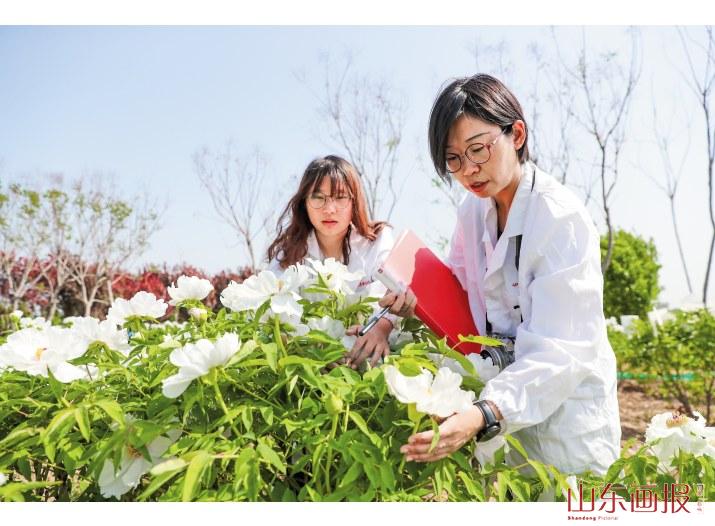 王瑜与韩晨静对赏食兼用牡丹优良植株进行表型调查