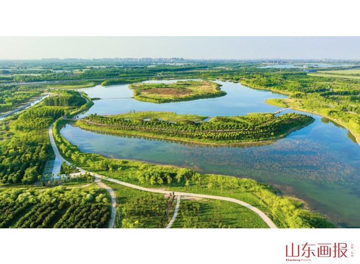山东齐河黄河水乡国家湿地公园