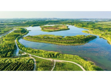 山东齐河黄河水乡国家湿地公园