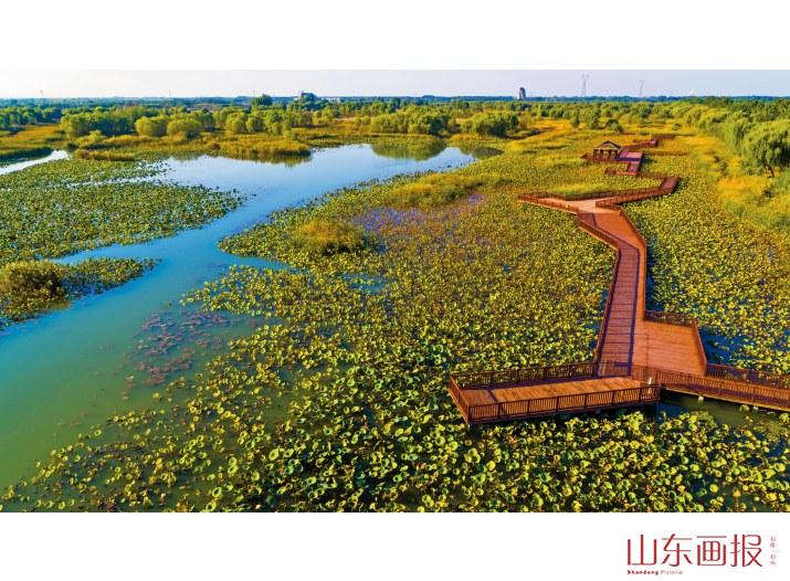 淄博市高青县天鹅湖慢城湿地景区